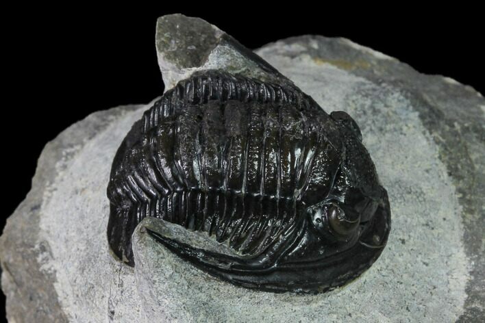 Bargain, Cornuproetus Trilobite Fossil - Issoumour, Morocco #165883